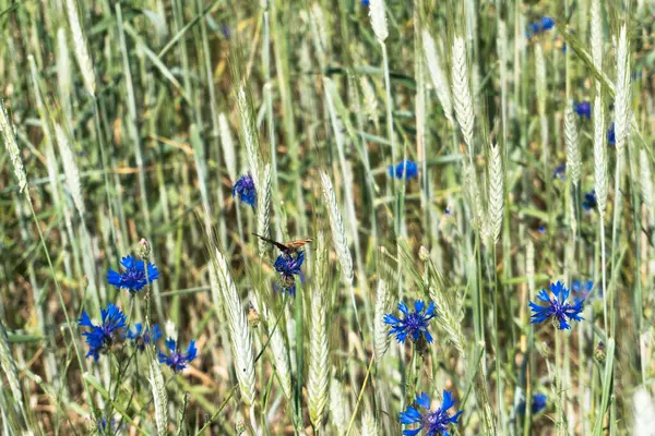 晴れた日にコムギ畑の野花を咲かせ — ストック写真