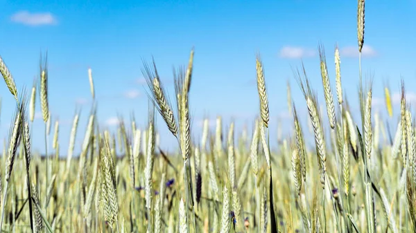 Tarweveld Met Jonge Groene Tarwe Het Voorjaar — Stockfoto