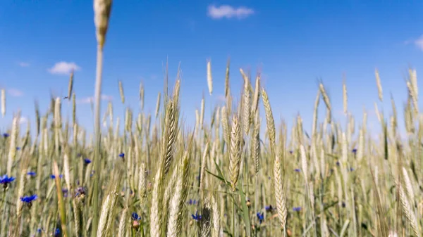 Tarweveld Met Jonge Groene Tarwe Het Voorjaar — Stockfoto