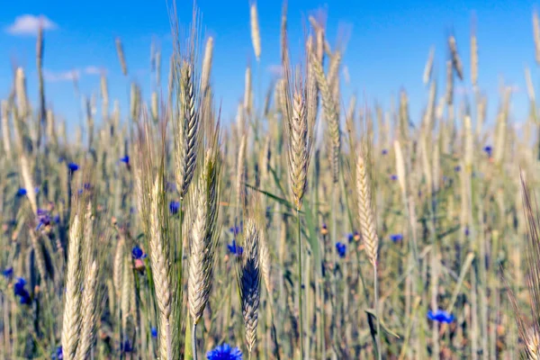 Пшеничне Поле Молодою Зеленою Пшеницею Навесні — стокове фото