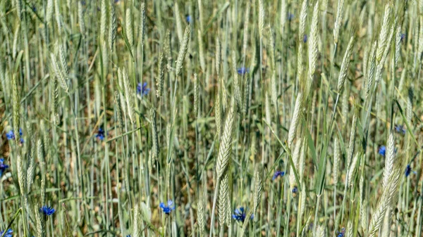 緑の畑で小麦の若芽が — ストック写真