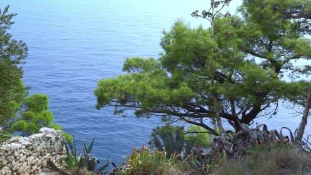Mittelmeerküste Kroatiens Blick auf das Meer durch die grüne Fichte — Stockvideo
