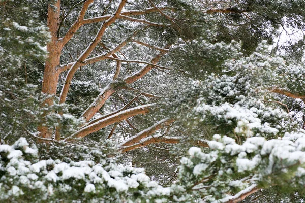 Ramo Pinho Verde Festivo Neve Branca — Fotografia de Stock
