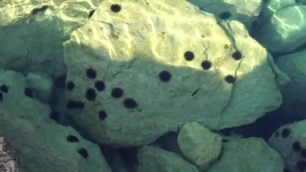 Deniz Kestaneleri Açık Deniz Suyunda Güneşlenirler — Stok video