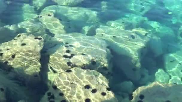Seeigel Sonnen Sich Der Sonne Klaren Meerwasser — Stockvideo