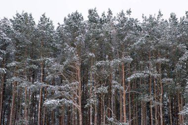 Çam ormanına ilk kar yağdı..