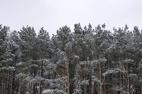 Çam Ormanına Ilk Kar Yağdı — Stok fotoğraf