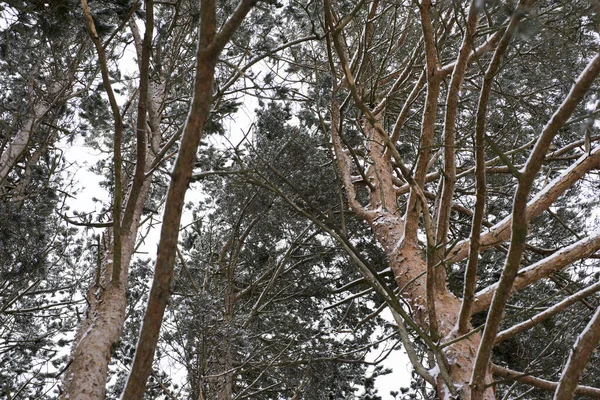 Kiefernwald Fiel Der Erste Schnee — Stockfoto