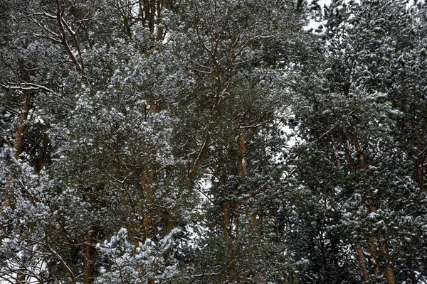 Primeira Neve Caiu Floresta Pinheiros — Fotografia de Stock