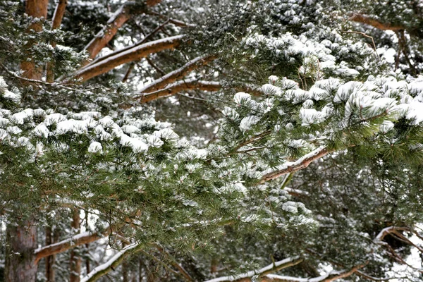 Ramo Pinho Verde Festivo Neve Branca — Fotografia de Stock