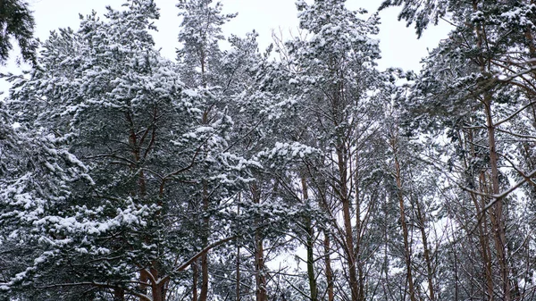 Première Neige Tombée Dans Forêt Pins — Photo