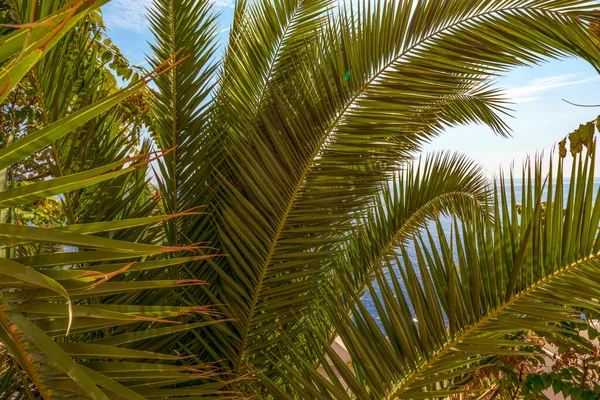 Palmbladeren Blauwe Lucht Blauwe Zee Achtergrond — Stockfoto