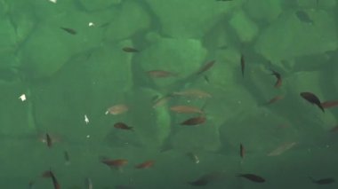 Kıyıya yakın suların altında büyük balık sürüsü