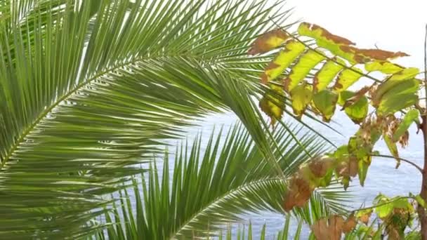 Ramas Palmeras Tropicales Orilla Contra Cielo Azul — Vídeos de Stock