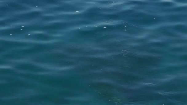 Κοπάδια Μεγάλων Ψαριών Κάτω Από Νερό Κοντά Στην Ακτή — Αρχείο Βίντεο