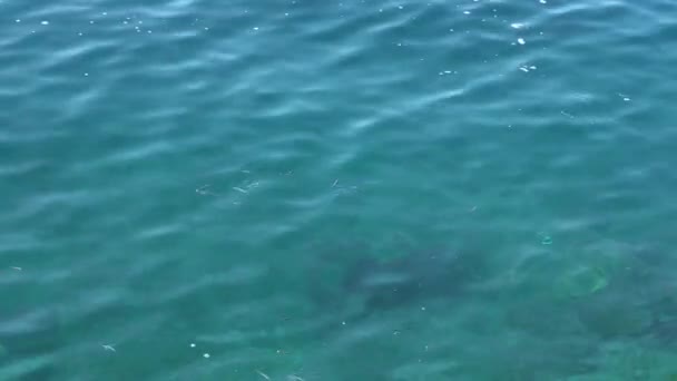 Kıyıya Yakın Suların Altında Büyük Balık Sürüsü — Stok video