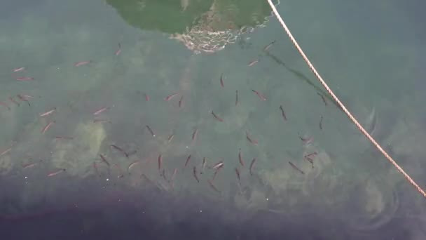 Rebanho de peixes na superfície do mar em movimento lento — Vídeo de Stock