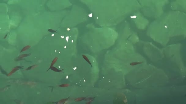 Fiskflock på havsytan flyger på en limpa — Stockvideo