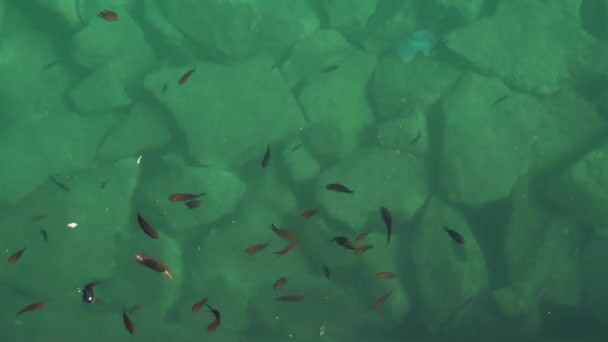 Fiskeflokk på havoverflaten flyr på et brød – stockvideo