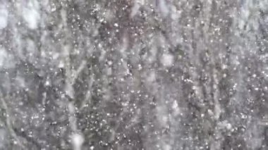 Bulanık ağaçların arkasına düşen gerçekçi kar. yakın plan