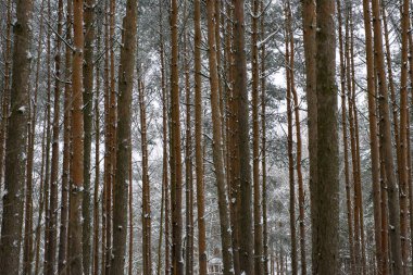 Çam ormanına ilk kar yağdı..