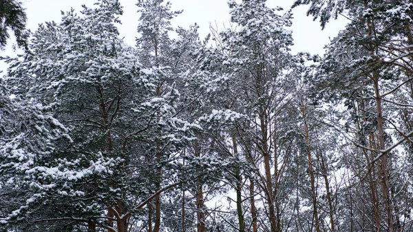 Kiefernwald Fiel Der Erste Schnee — Stockfoto