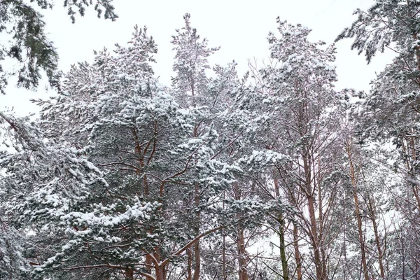 Πρώτο Χιόνι Έπεσε Στο Πευκοδάσος — Φωτογραφία Αρχείου