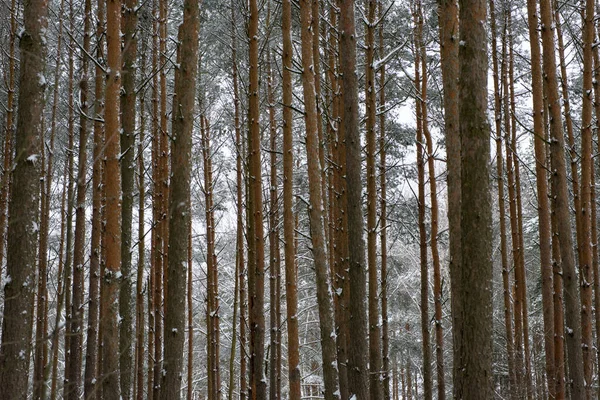 Çam ormanına ilk kar yağdı..