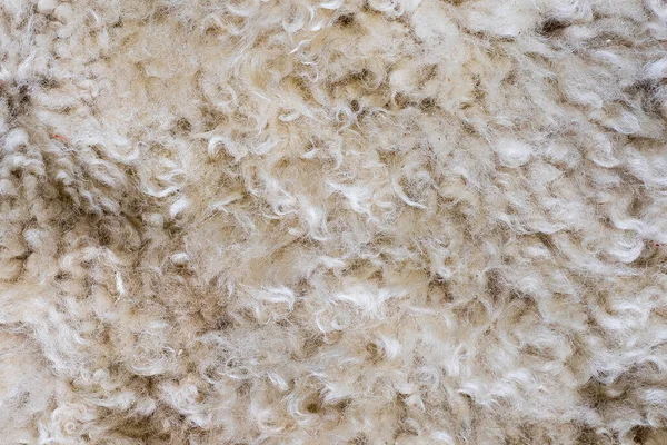 Gray Wool Sheep Close Macro Photo — Stock Photo, Image
