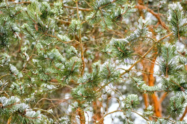 Beyaz Kar Üzerinde Yeşil Çam Dalı — Stok fotoğraf