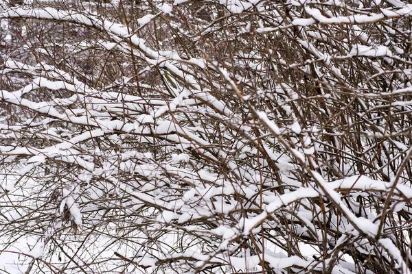 Arbustos Jardim Inverno Repleto Neve — Fotografia de Stock