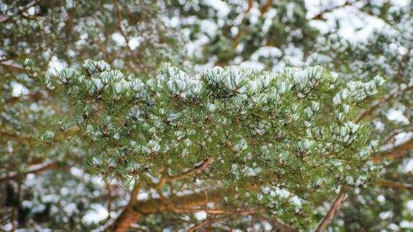 Празднично Зеленая Сосновая Ветвь Белом Снегу — стоковое фото