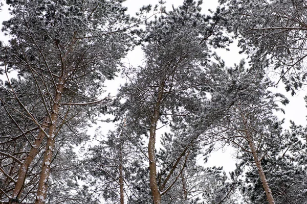 Çam Ormanına Ilk Kar Yağdı — Stok fotoğraf