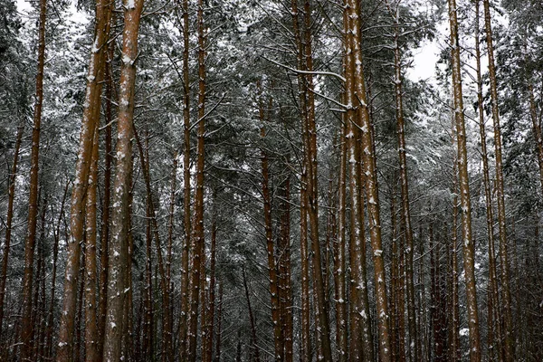 Çam Ormanına Ilk Kar Yağdı — Stok fotoğraf