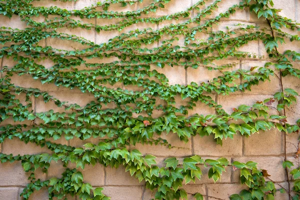Кирпичная Стена Вьющимся Зеленым Плюшем — стоковое фото