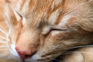Genç kırmızı çizgili uyuyan bir kedinin makro fotoğrafı..