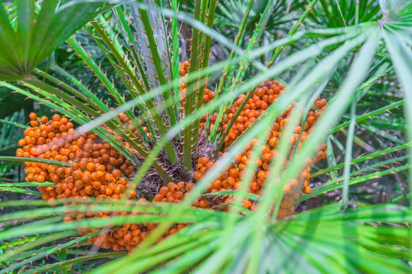 Takken Van Palmbomen Sinaasappelboom — Stockfoto