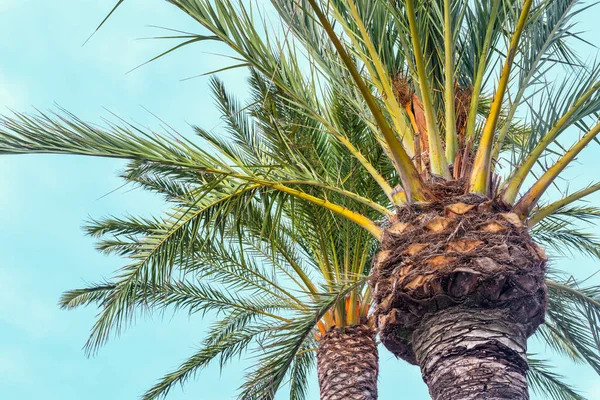 Palmeira Espanhola Fundo Azul Céu — Fotografia de Stock