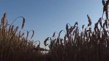 Kameranın hareketi olgunlaşmış buğday tarlasında yazın gün batımında