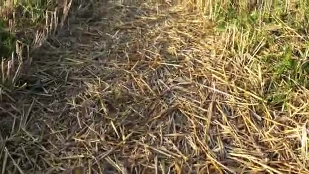 Скошенное Пшеничное Ухо Осенняя Уборка Соломинка Крупным Планом — стоковое видео
