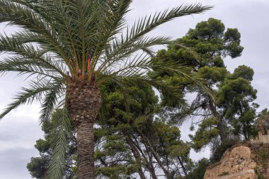 Mavi gökyüzü arka planında İspanyol palmiyesi.