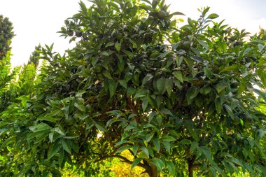 Bahçede yeşil kireç.