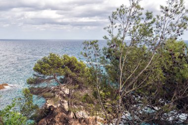 Çam ağacının yeşil dallarından geçen deniz. Lloret de Mar, Costa Brava, Katalonya, İspanya.