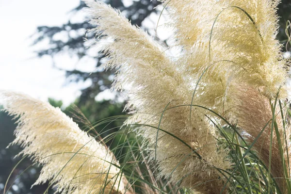 Pampas Gräs Växer Trädgården Spanien — Stockfoto