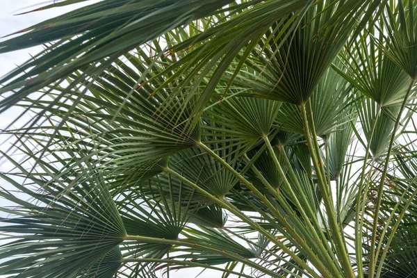 Palmeira Espanhola Fundo Azul Céu — Fotografia de Stock