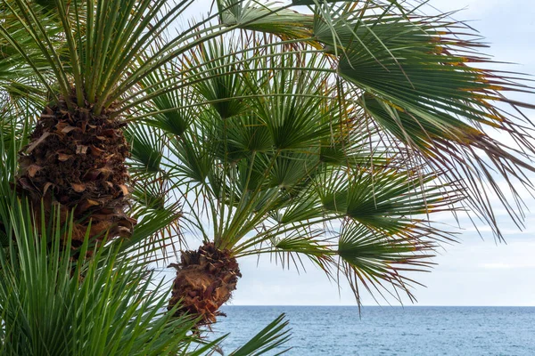 Palmera Española Sobre Fondo Azul Del Cielo — Foto de Stock