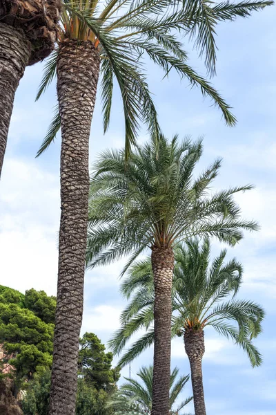 Palmeira Espanhola Fundo Azul Céu — Fotografia de Stock