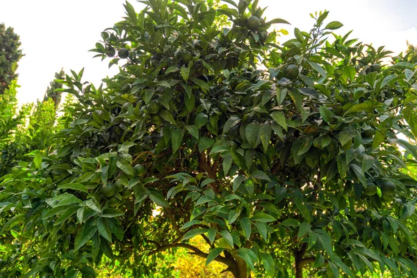 Bahçede yeşil kireç.