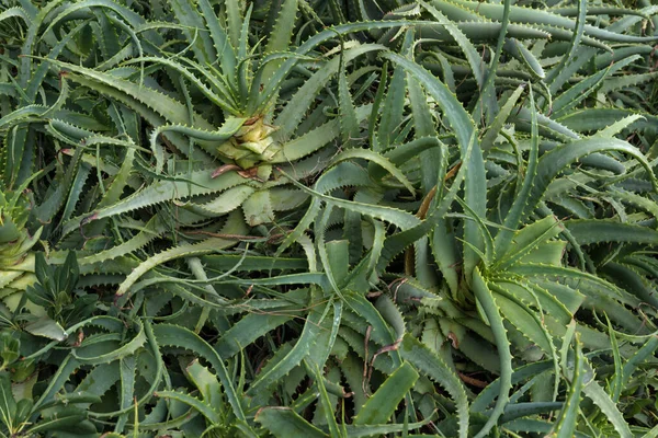 Fondo Aloe Verde Jardín Verano — Foto de Stock