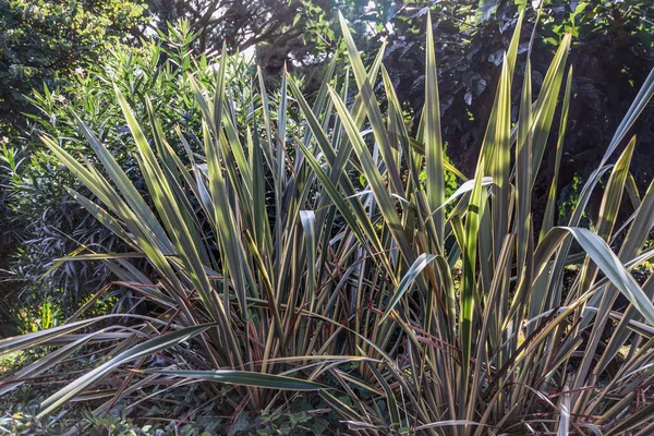 Calamus Grama Decorativa Lloret Mar Costa Brava Catalunha Espanha — Fotografia de Stock